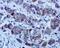 Glutamate-Cysteine Ligase Modifier Subunit antibody, ab126704, Abcam, Immunohistochemistry paraffin image 