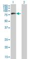 Myotubularin Related Protein 8 antibody, H00055613-B01P, Novus Biologicals, Western Blot image 