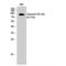 Collagen Type I Alpha 2 Chain antibody, LS-C380491, Lifespan Biosciences, Western Blot image 