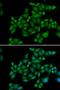 Basic Leucine Zipper Nuclear Factor 1 antibody, orb247433, Biorbyt, Immunocytochemistry image 