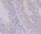 Paraoxonase 2 antibody, NBP2-75625, Novus Biologicals, Immunohistochemistry paraffin image 