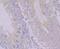 PON2 antibody, NBP2-75625, Novus Biologicals, Immunohistochemistry paraffin image 