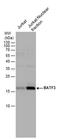 Basic Leucine Zipper ATF-Like Transcription Factor 3 antibody, PA5-78526, Invitrogen Antibodies, Western Blot image 