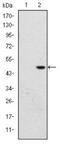 Bromodomain PHD Finger Transcription Factor antibody, NBP2-37608, Novus Biologicals, Western Blot image 