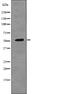 Erythropoietin Receptor antibody, PA5-64795, Invitrogen Antibodies, Western Blot image 