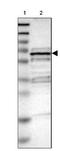 Squalene Epoxidase antibody, NBP2-32001, Novus Biologicals, Western Blot image 