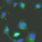 TGF-Beta Activated Kinase 1 (MAP3K7) Binding Protein 1 antibody, FNab08464, FineTest, Immunofluorescence image 