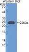 Apolipoprotein M antibody, LS-C300461, Lifespan Biosciences, Western Blot image 