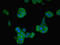 Neurotrophin 4 antibody, LS-C285696, Lifespan Biosciences, Immunofluorescence image 
