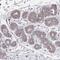 Family With Sequence Similarity 241 Member A antibody, PA5-64021, Invitrogen Antibodies, Immunohistochemistry paraffin image 