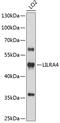 Leukocyte Immunoglobulin Like Receptor A4 antibody, 19-056, ProSci, Western Blot image 