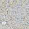 Proprotein Convertase Subtilisin/Kexin Type 9 antibody, 23-233, ProSci, Immunohistochemistry frozen image 