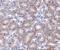 MIMP antibody, A05288, Boster Biological Technology, Immunohistochemistry frozen image 