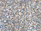 Eukaryotic Translation Initiation Factor 4E Binding Protein 1 antibody, CSB-PA588410, Cusabio, Immunohistochemistry paraffin image 