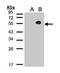 TGF-Beta Activated Kinase 1 (MAP3K7) Binding Protein 1 antibody, PA5-78326, Invitrogen Antibodies, Western Blot image 