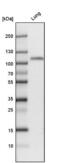 Thrombomodulin antibody, NBP1-88133, Novus Biologicals, Western Blot image 