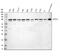DEAH-Box Helicase 15 antibody, A08140-1, Boster Biological Technology, Western Blot image 