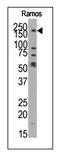 Lysine Demethylase 3B antibody, AP11040PU-N, Origene, Western Blot image 