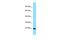 Ephrin A5 antibody, PA5-45700, Invitrogen Antibodies, Western Blot image 