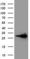 Latexin antibody, NBP2-01382, Novus Biologicals, Western Blot image 
