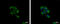 Metadherin antibody, GTX100587, GeneTex, Immunocytochemistry image 
