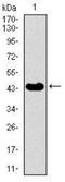 Thyroid Hormone Receptor Interactor 6 antibody, NBP2-37440, Novus Biologicals, Western Blot image 