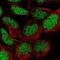 Bbp antibody, NBP2-55760, Novus Biologicals, Immunofluorescence image 