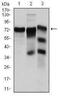 YAP1 antibody, NBP2-22117, Novus Biologicals, Western Blot image 