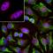 Splicing Factor 3b Subunit 4 antibody, NBP1-92692, Novus Biologicals, Immunofluorescence image 