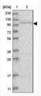Aryl Hydrocarbon Receptor antibody, NBP1-89975, Novus Biologicals, Western Blot image 