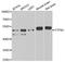 Protein Tyrosine Phosphatase Non-Receptor Type 1 antibody, A00613-2, Boster Biological Technology, Western Blot image 