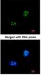 Small Nuclear Ribonucleoprotein 13 antibody, NBP1-32732, Novus Biologicals, Immunofluorescence image 