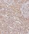 60S ribosomal protein L23a antibody, A06803-1, Boster Biological Technology, Immunohistochemistry paraffin image 