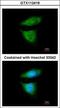 Cytoplasmic dynein 1 intermediate chain 2 antibody, GTX112419, GeneTex, Immunofluorescence image 