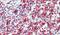 AIF1 antibody, PA5-18039, Invitrogen Antibodies, Immunohistochemistry frozen image 
