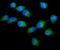 Protein Kinase C Delta antibody, A00822-1, Boster Biological Technology, Immunofluorescence image 