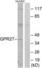 G Protein-Coupled Receptor 27 antibody, LS-C120714, Lifespan Biosciences, Western Blot image 