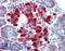 Caspase 4 antibody, LS-B3789, Lifespan Biosciences, Immunohistochemistry frozen image 