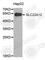 Urat1 antibody, A5118, ABclonal Technology, Western Blot image 