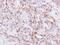 Inhibin Subunit Beta A antibody, NBP1-30928, Novus Biologicals, Immunohistochemistry paraffin image 