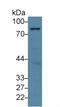 Apoptosis Antagonizing Transcription Factor antibody, MBS2027989, MyBioSource, Western Blot image 