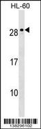 Mediator Complex Subunit 18 antibody, 59-770, ProSci, Western Blot image 