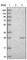 EBP Cholestenol Delta-Isomerase antibody, HPA003130, Atlas Antibodies, Western Blot image 