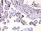 Heterogeneous Nuclear Ribonucleoprotein A1 antibody, A01476, Boster Biological Technology, Immunohistochemistry frozen image 