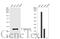 Annexin A1 antibody, GTX101070, GeneTex, Western Blot image 