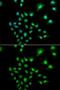 Ubiquitin Protein Ligase E3C antibody, GTX16467, GeneTex, Immunocytochemistry image 