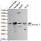 Arrestin Beta 1 antibody, LS-C812891, Lifespan Biosciences, Western Blot image 