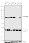 TAL BHLH Transcription Factor 1, Erythroid Differentiation Factor antibody, 720233, Invitrogen Antibodies, Western Blot image 