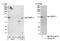 Heterogeneous Nuclear Ribonucleoprotein U antibody, NB100-2135, Novus Biologicals, Western Blot image 