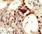DNA Methyltransferase 3 Like antibody, PA5-11172, Invitrogen Antibodies, Immunohistochemistry frozen image 